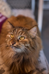 Fototapeta premium Felidae sitting on wooden chair on table, with fawn fur and whiskers