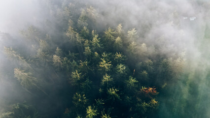 Tranquil Forest Landscape Shrouded in Morning Mist, Aerial view on green pine forest