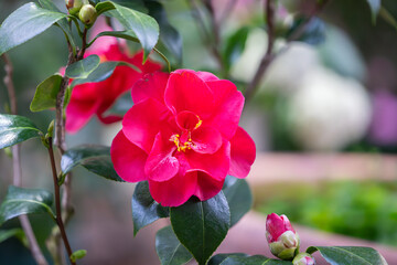 Semi-double Camellia japonica in palm house. Flower with two or more rows of large regular,...