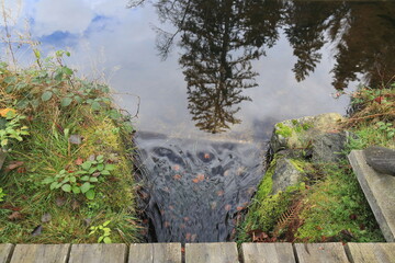 Im Nationalpark Bayerischer Wald