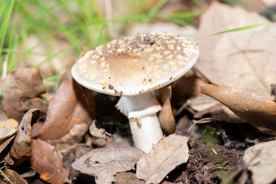 mushroom with a thin and long trunk with a small crown on the neck, and a large gray head