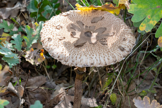 mushroom with a thin and long trunk with a small crown on the neck, and a large gray head