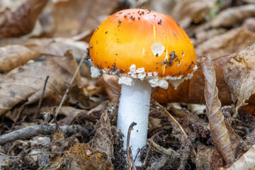orange mushroom with white specks on the cap and straight white trunk, on the ground full of dry brown branches, the amanita aureola