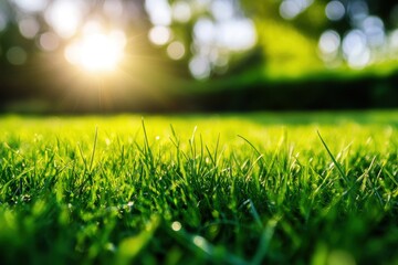 Naklejka premium Breathtaking detailed shot of lively emerald grass glowing under radiant sunlight on a pleasant spring morning