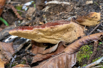 Naklejka premium large cap mushroom, close to the ground, almost without a trunk, dark brown on top and lighter on the bottom