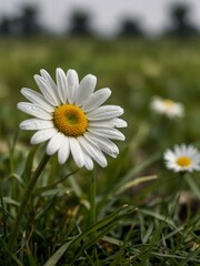 Obraz premium Daisy flower close-up among green grass.