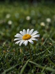 Fototapeta premium Daisy flower close-up among green grass.