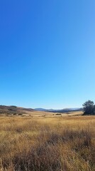 Obraz premium Expansive Grassland Under a Clear Blue Sky