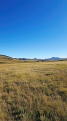 Expansive Grassland Under Clear Blue Sky