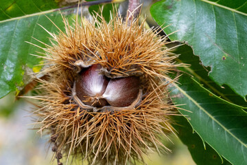 very thorny capsule, where the chestnuts are protected during their maturation and fall to the ground, fruit harvesting days in autumn