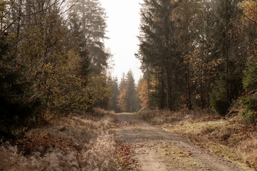 Naklejka premium Nebel Stimmung im Wald Fichtelgebirge