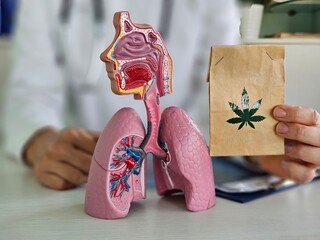 Effect of cannabinoids on body and lungs doctor holds marijuana and the respiratory system