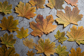 texture of autumn leaves on concrete background