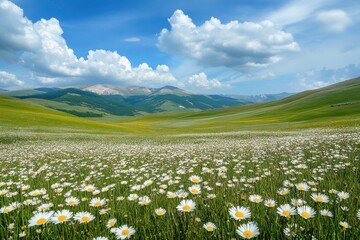 Breathtaking rural landscapes filled with vibrant daisies in lush meadows throughout the spring and summer seasons in the picturesque countryside