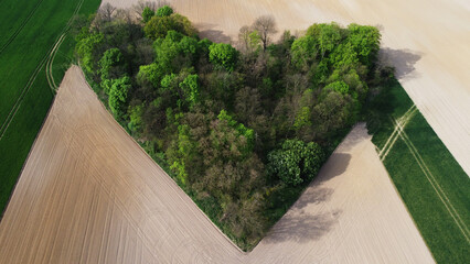 Mały las w kształcie serca na środku pola © Bartosz