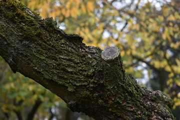 Obraz premium bark on a tree branch