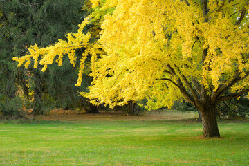 Brilliant yellow gingko tree surrounded by green grass. 