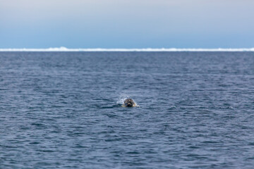 Fototapeta premium Seals Swimming in Arctic Waters Near Pond Inlet Canada