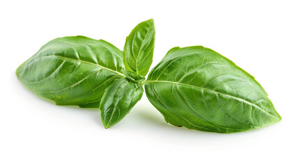 Fototapeta premium Fresh Basil Leaf on White Background