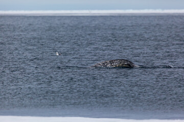 Serene Arctic Ocean Scene with Narwhal and Bird © hhuntington2