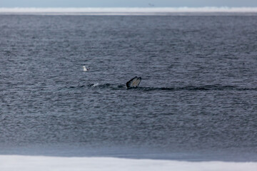 Narwhal Tail Emerging From Arctic Waters in Pond Inlet