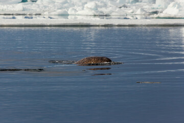 Majestic Narwhal Surfacing in the Arctic Ocean Near Ice Floes © hhuntington2