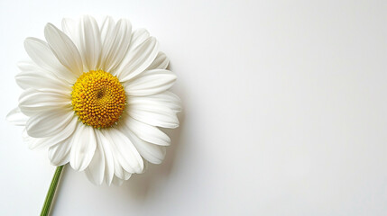 Obraz premium Beautiful Daisy Flower at the Bottom of the Image