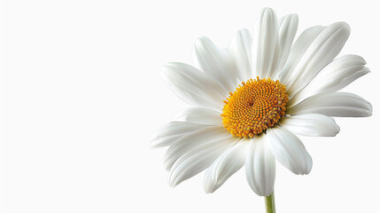 Fototapeta premium Beautiful Daisy Flower at the Bottom of the Image