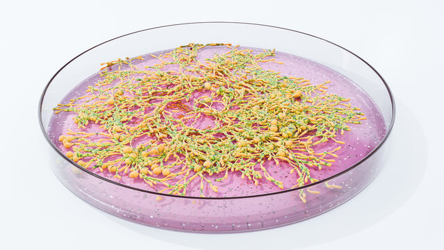antimicrobial resistance and healthcare epidemiology, antibiotic stewardship antibiotic-resistant bacterial infections. Super bugs. A microbiological culture Petri dish with bacteria and an antibiotic