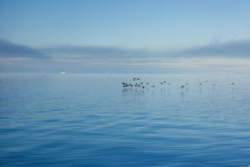 Serene Arctic Birds Flock Over Calm Blue Waters