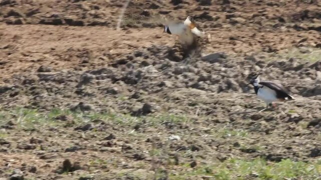 Northern lapwing (Vanellus vanellus) chase each other across a field
