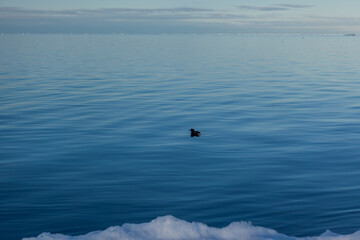 Fototapeta premium Serene Arctic Seascape with Bird and Calm Blue Waters
