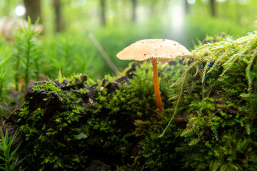 mushroom in the moss