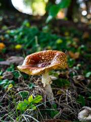Fototapeta premium Close-up of a mushroom growing in the middle of the mountain forest