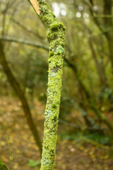 Tree trunk covered in moss in a forest.
