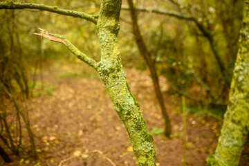 Tree trunk covered in moss in a forest.
