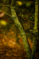 Tree trunks covered in moss in a forest.