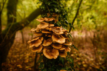 Small mushrooms growing in autumn on a damp, dead tree trunk.
