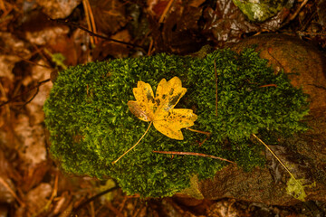Yellow leaf resting on moss covering a stone in autumn.