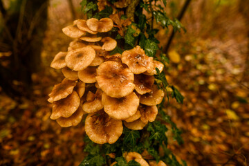 Small mushrooms growing in autumn on a damp, dead tree trunk.