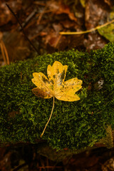Yellow leaf resting on moss covering a stone in autumn.