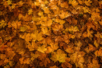 Golden and crimson autumn leaves scattered on the ground, blending in shades of amber, rust, and deep orange