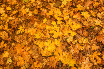 Golden and crimson autumn leaves scattered on the ground, blending in shades of amber, rust, and deep orange