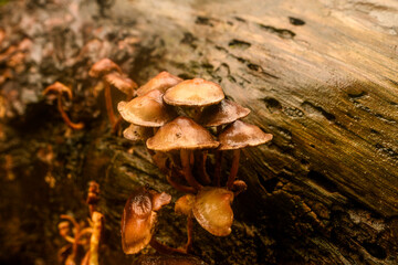 Small mushrooms growing in autumn on a damp, dead tree trunk.
