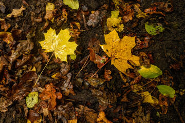 Golden and crimson autumn leaves scattered on the ground, blending in shades of amber, rust, and deep orange