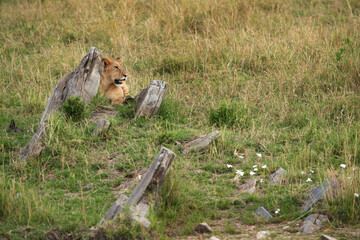A Lion cub resting in a rocky terrain at Masai Mara, Kenya