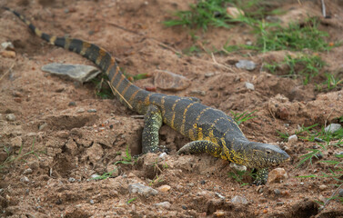 Fototapeta premium Nile Monitor Lizard at Masai Mara, Kenya