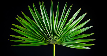 vibrant green palm leaf, isolated against a black background.