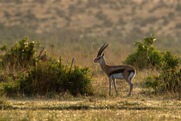 Backlit imge of a Thomson's Gazelle in the savannah grassland, Masai mara, Kenya