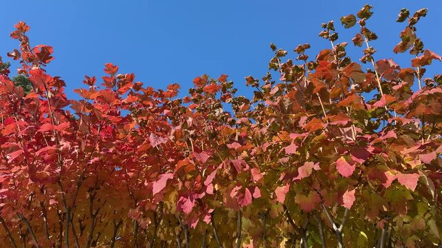Red autumn leaves of viburnum opulus guelder rose bush against sky.